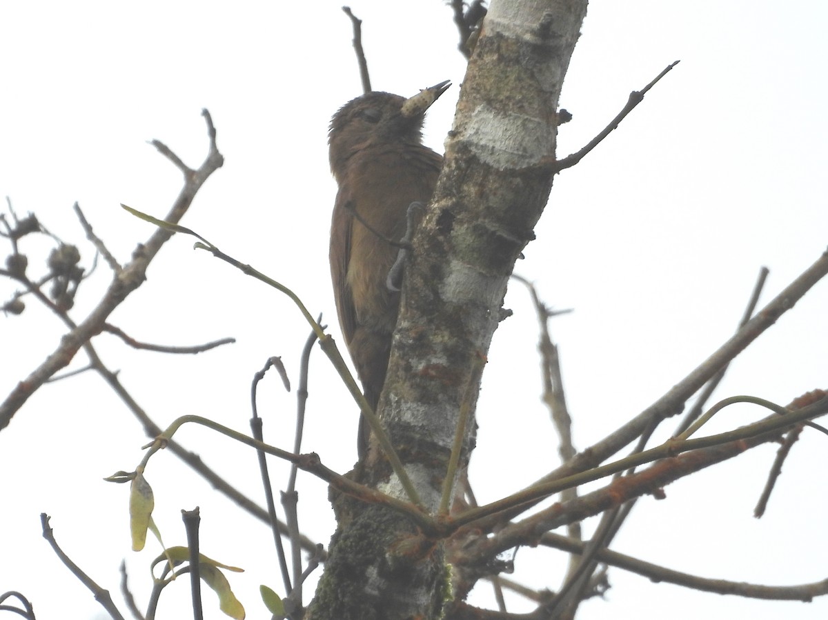 Smoky-brown Woodpecker - ML637971911