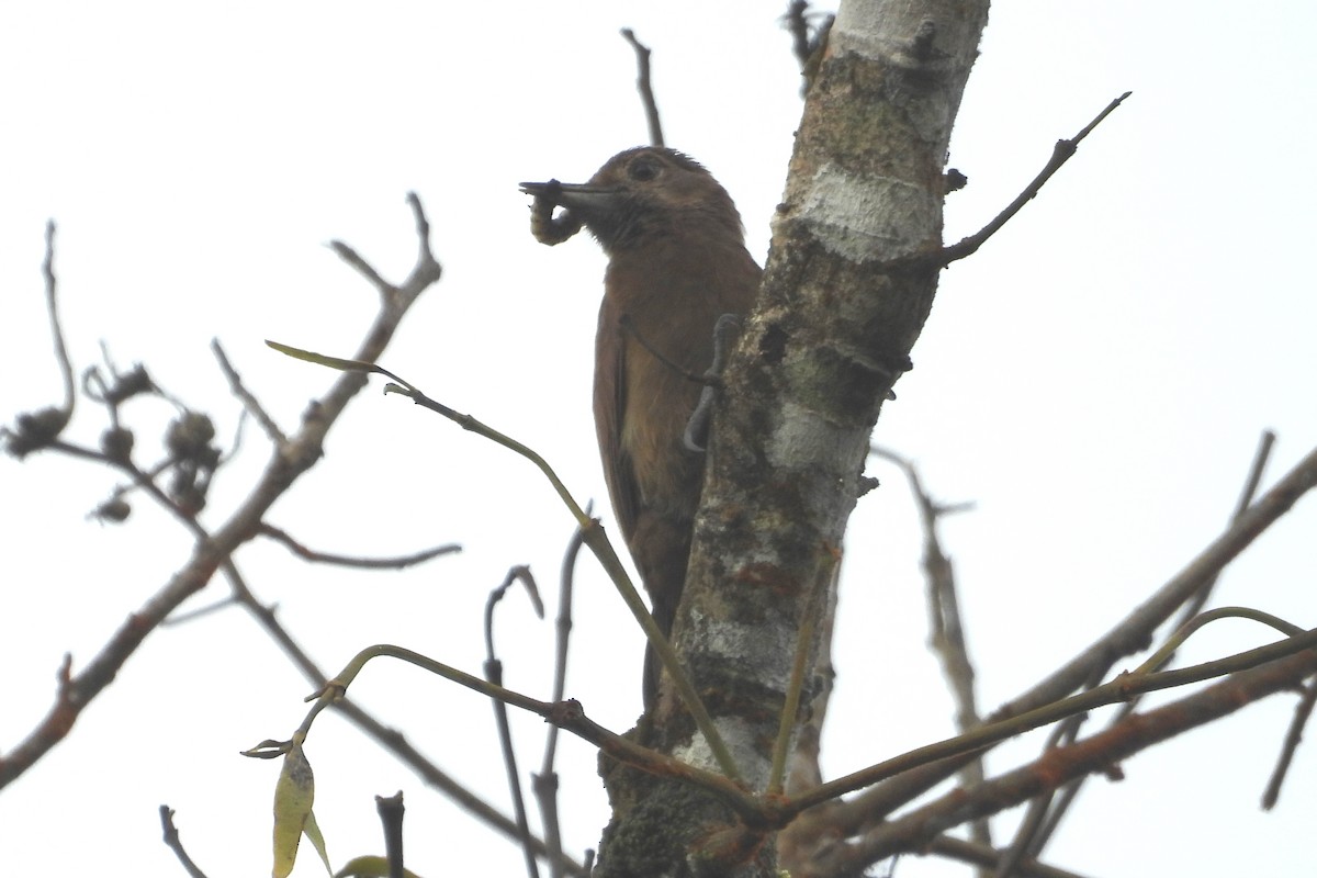Smoky-brown Woodpecker - ML637971912