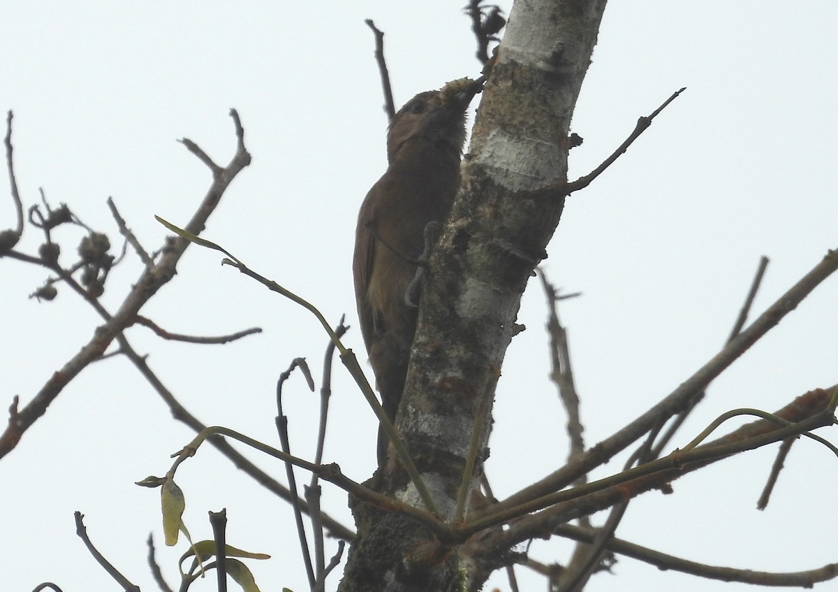 Smoky-brown Woodpecker - ML637971913