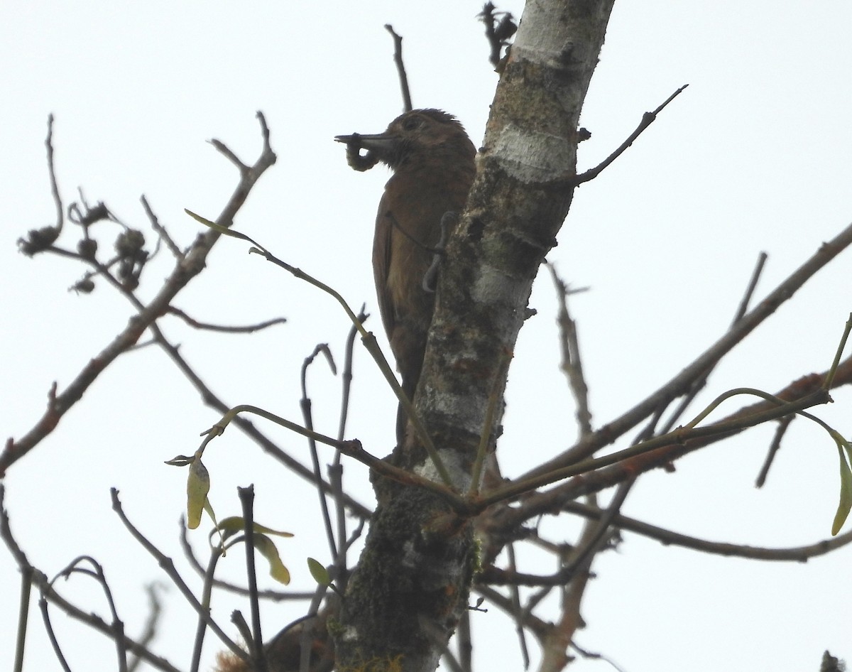 Smoky-brown Woodpecker - ML637971914