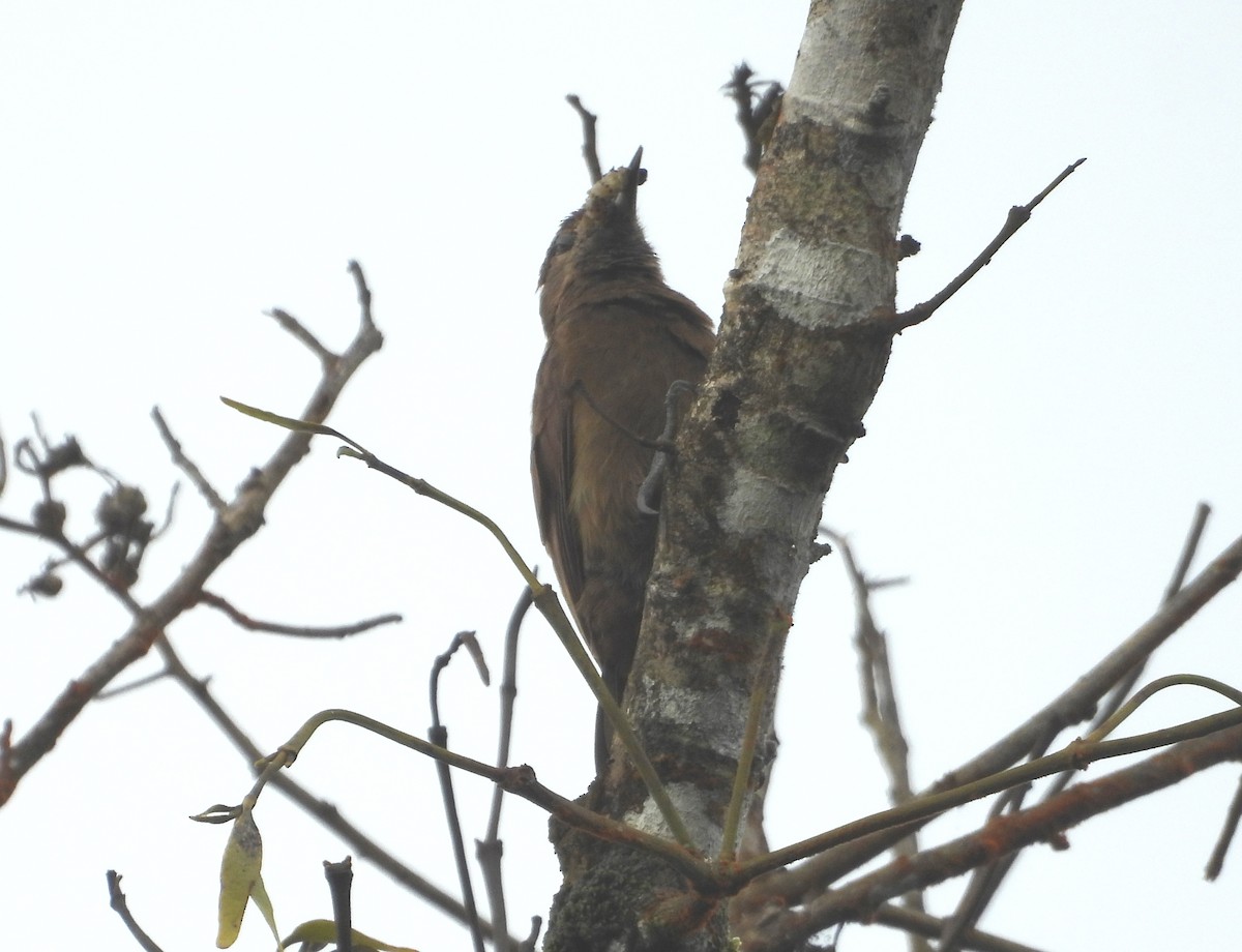 Smoky-brown Woodpecker - ML637971915