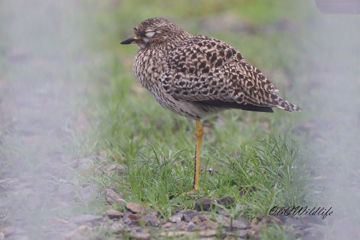 Spotted Thick-knee - ML637971924
