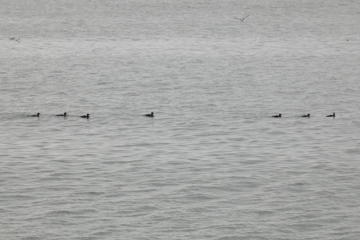 Surf Scoter - ML637971984