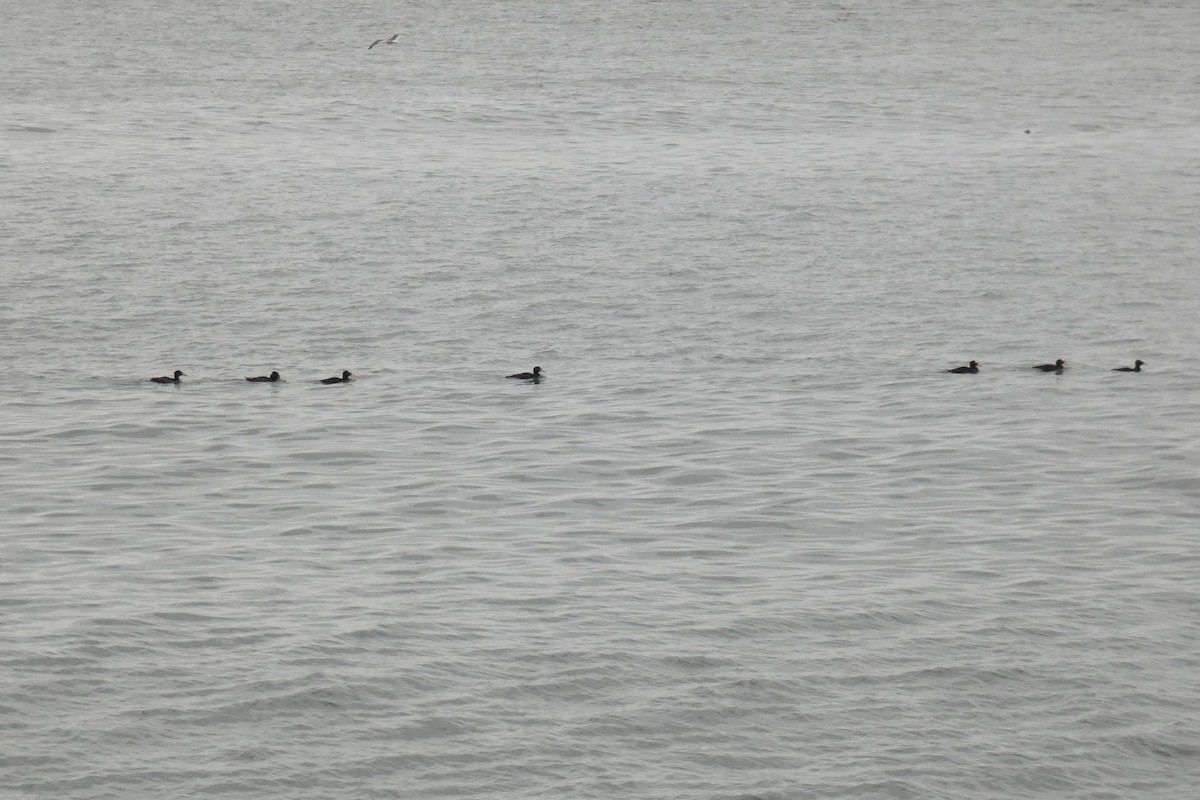 Surf Scoter - ML637971985
