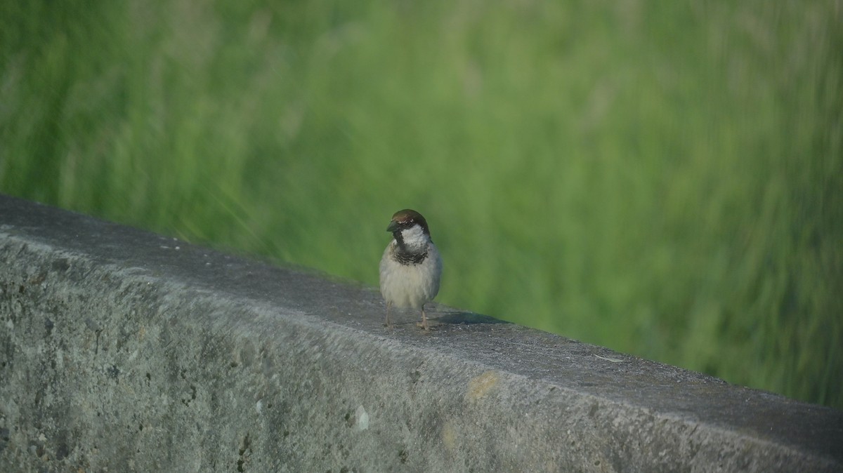 Italian Sparrow - ML637971986