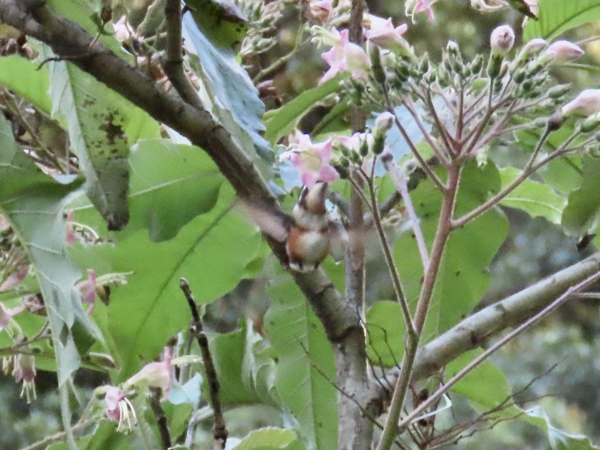 White-bellied Woodstar - ML637971994