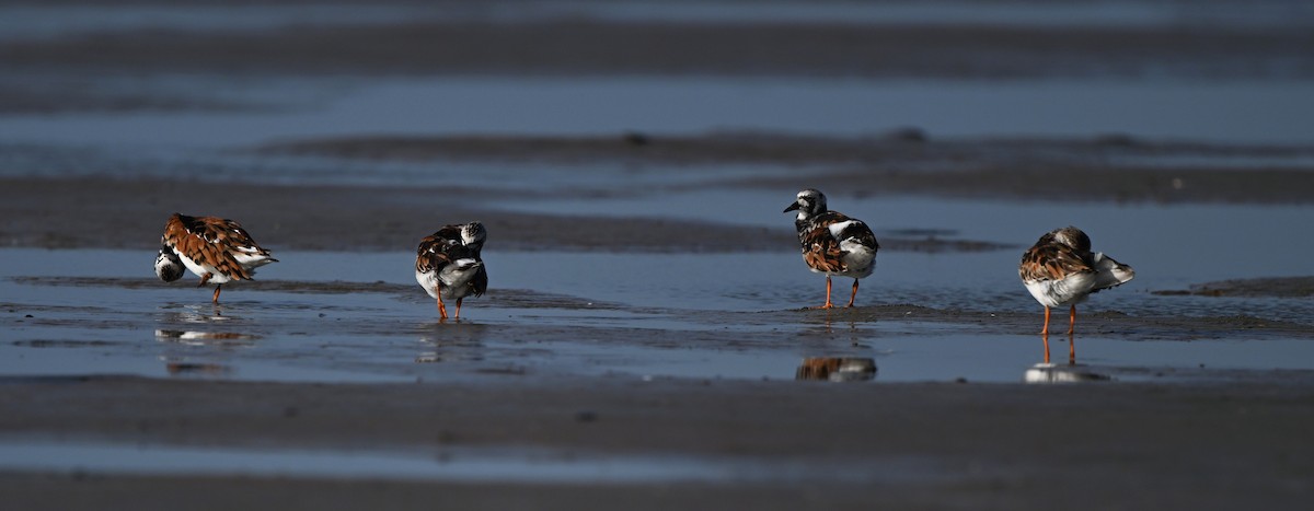 Ruddy Turnstone - ML637971998