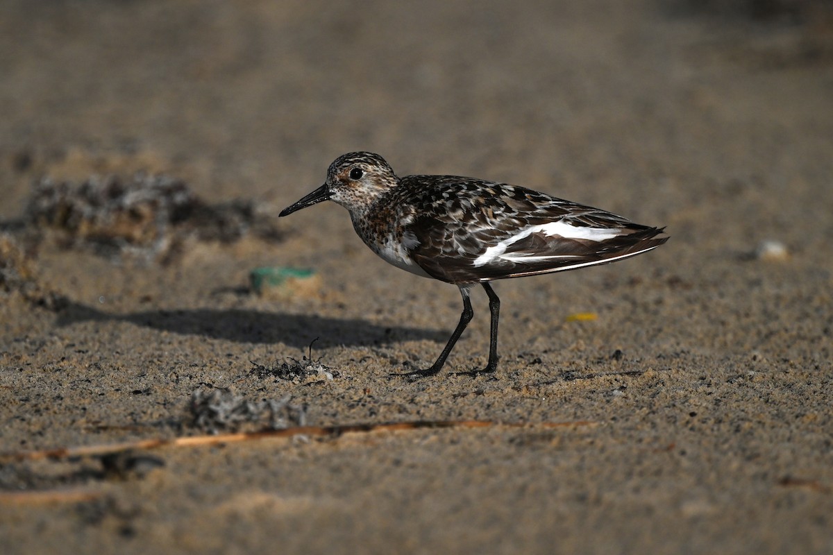Sanderling - ML637972002