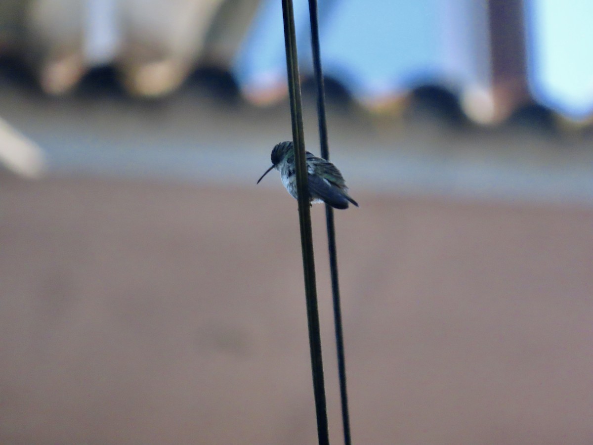 White-bellied Hummingbird - ML637972004