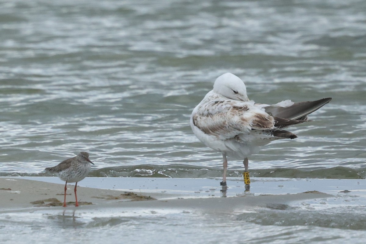 Caspian Gull - ML637972006