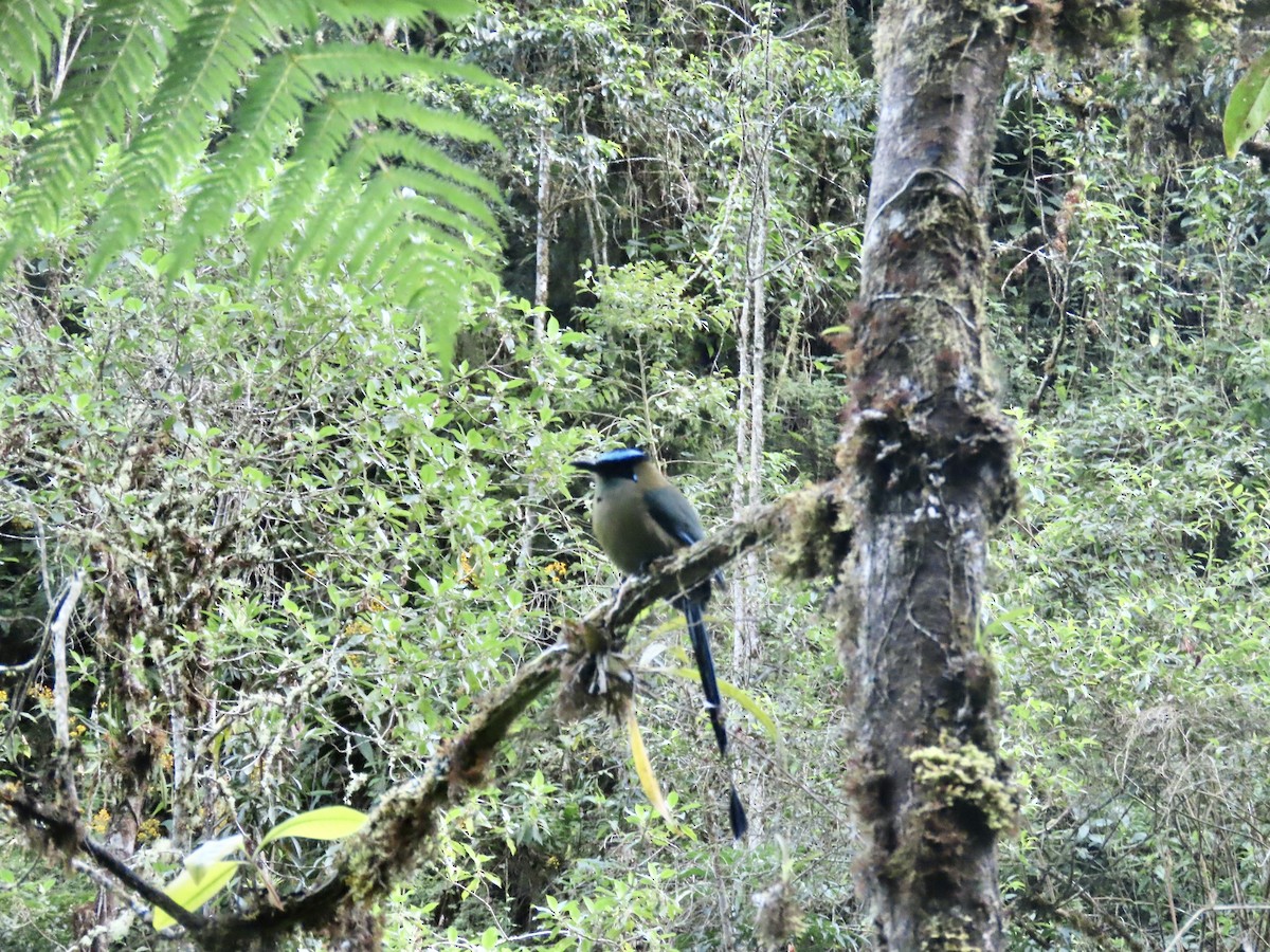 Andean Motmot - ML637972014