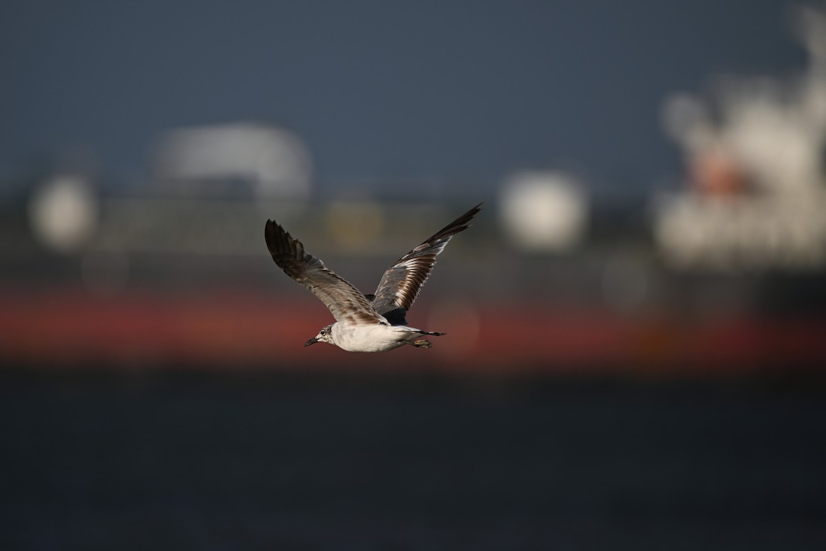 Laughing Gull - ML637972015