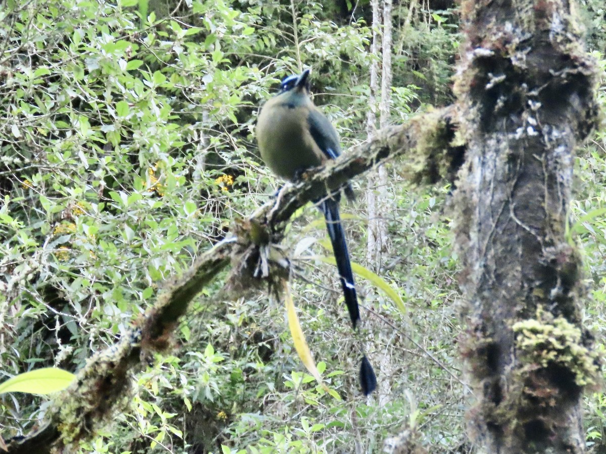 Andean Motmot - ML637972016