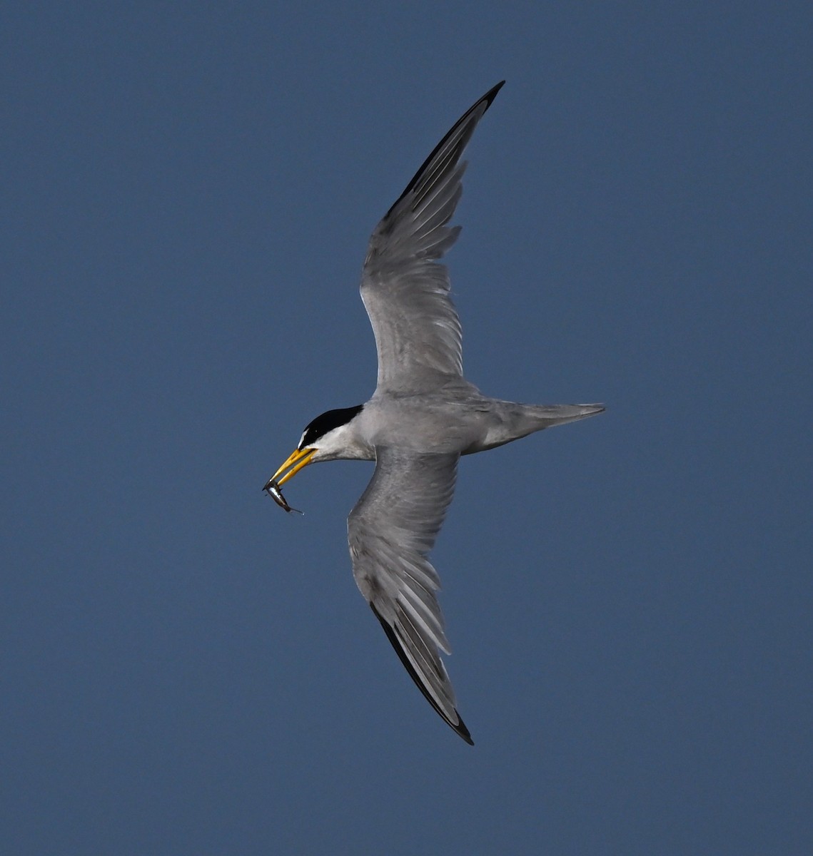 Least Tern - ML637972024