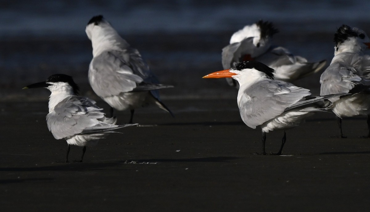Sandwich Tern - ML637972026
