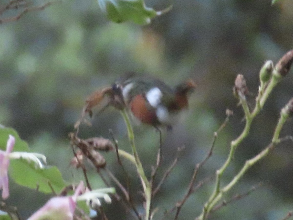 White-bellied Woodstar - ML637972030