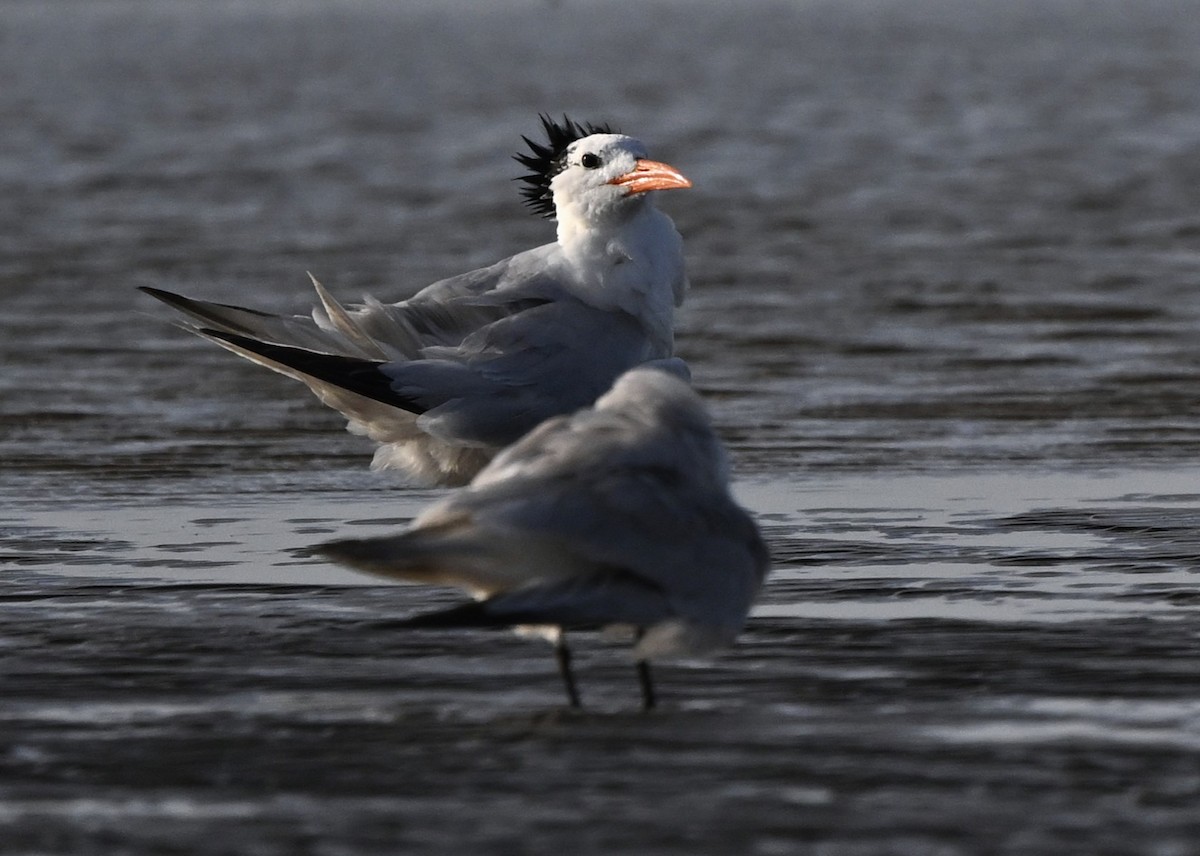 Royal Tern - ML637972035