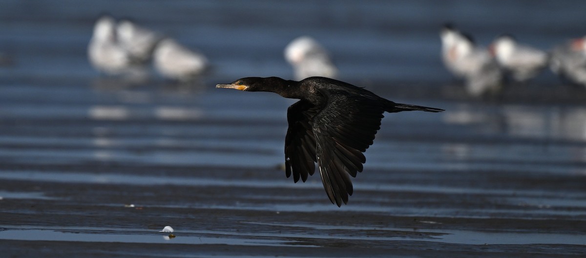 Double-crested Cormorant - ML637972062