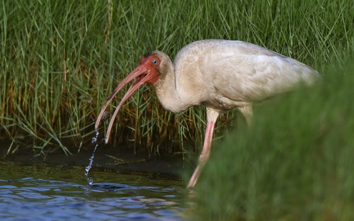 White Ibis - ML637972067