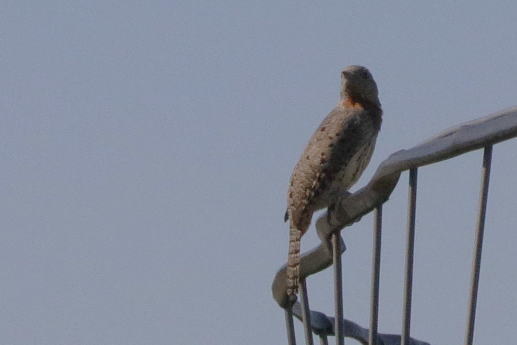 Red-throated Wryneck - ML637972077