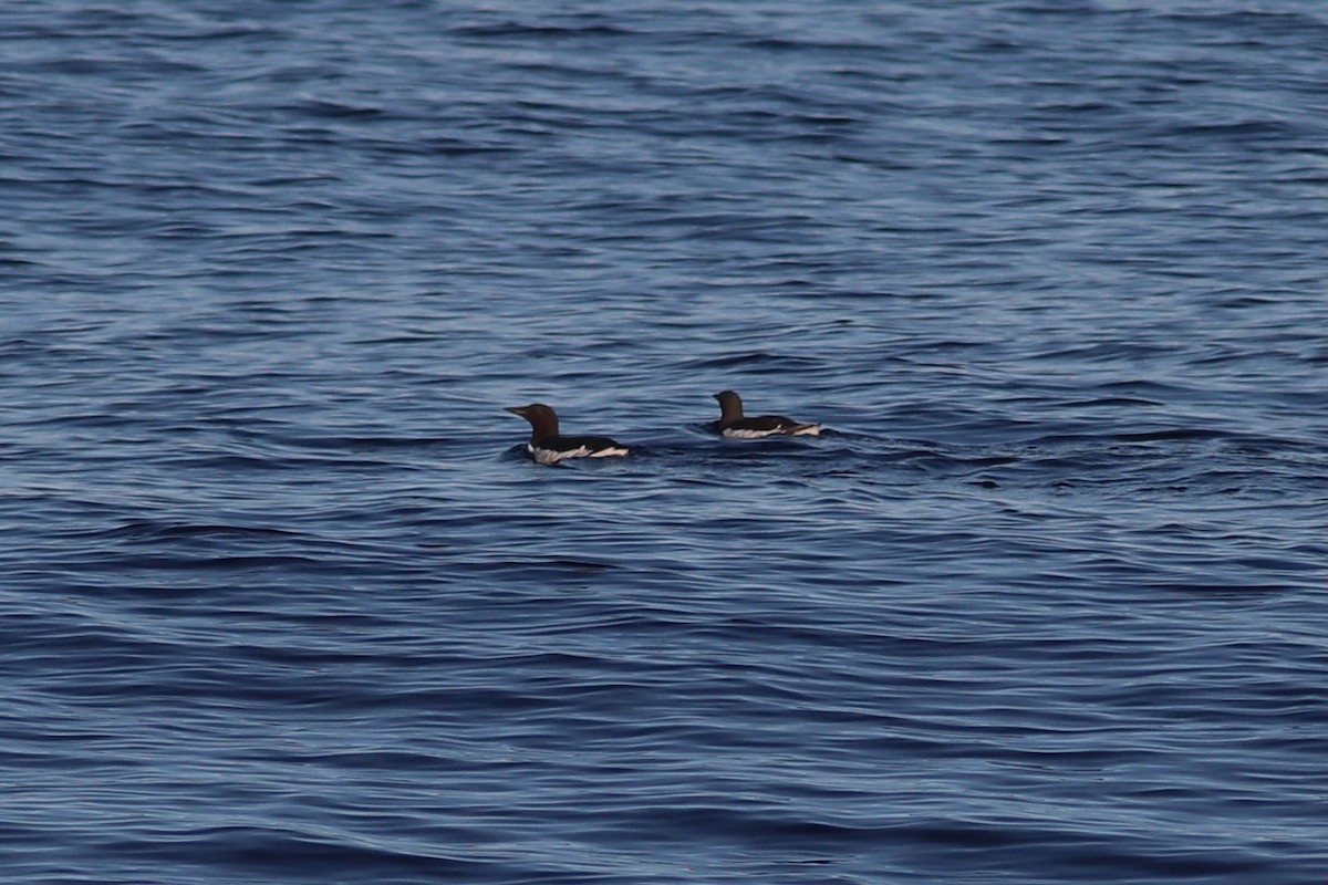 Common Murre - ML637972082