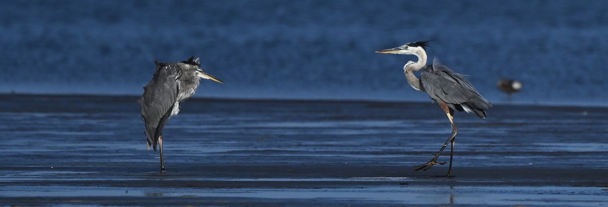 Great Blue Heron - ML637972097