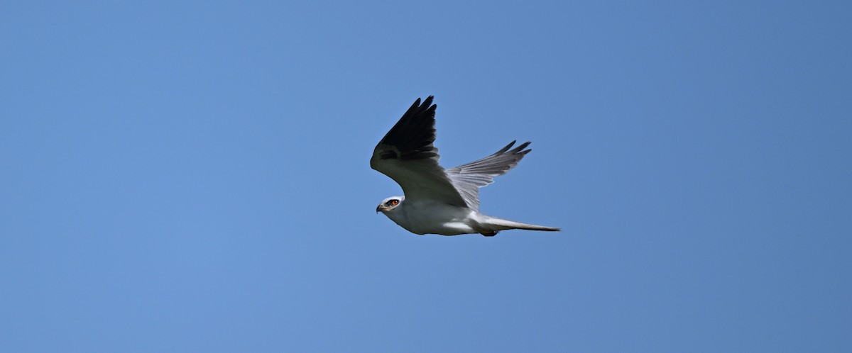 White-tailed Kite - ML637972122