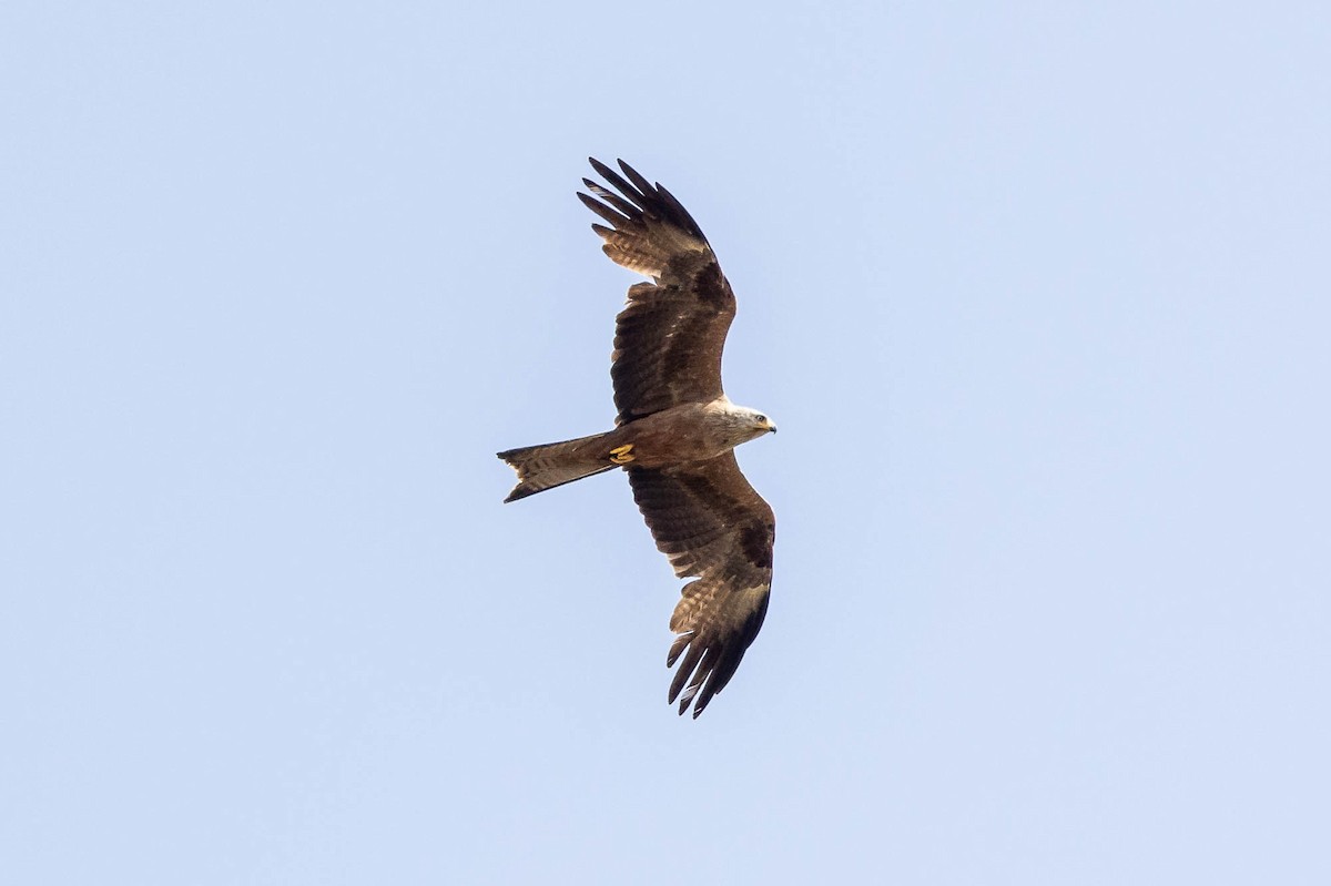 Black Kite (Black) - ML637972133
