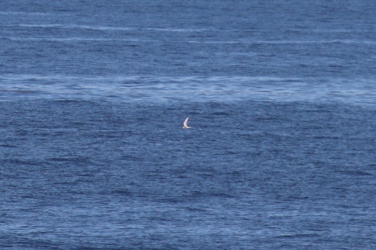 Common/Arctic Tern - ML637972145