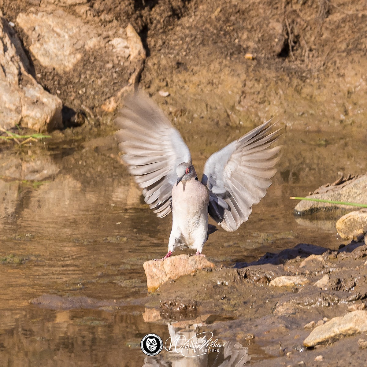 Mourning Collared-Dove - ML637972151