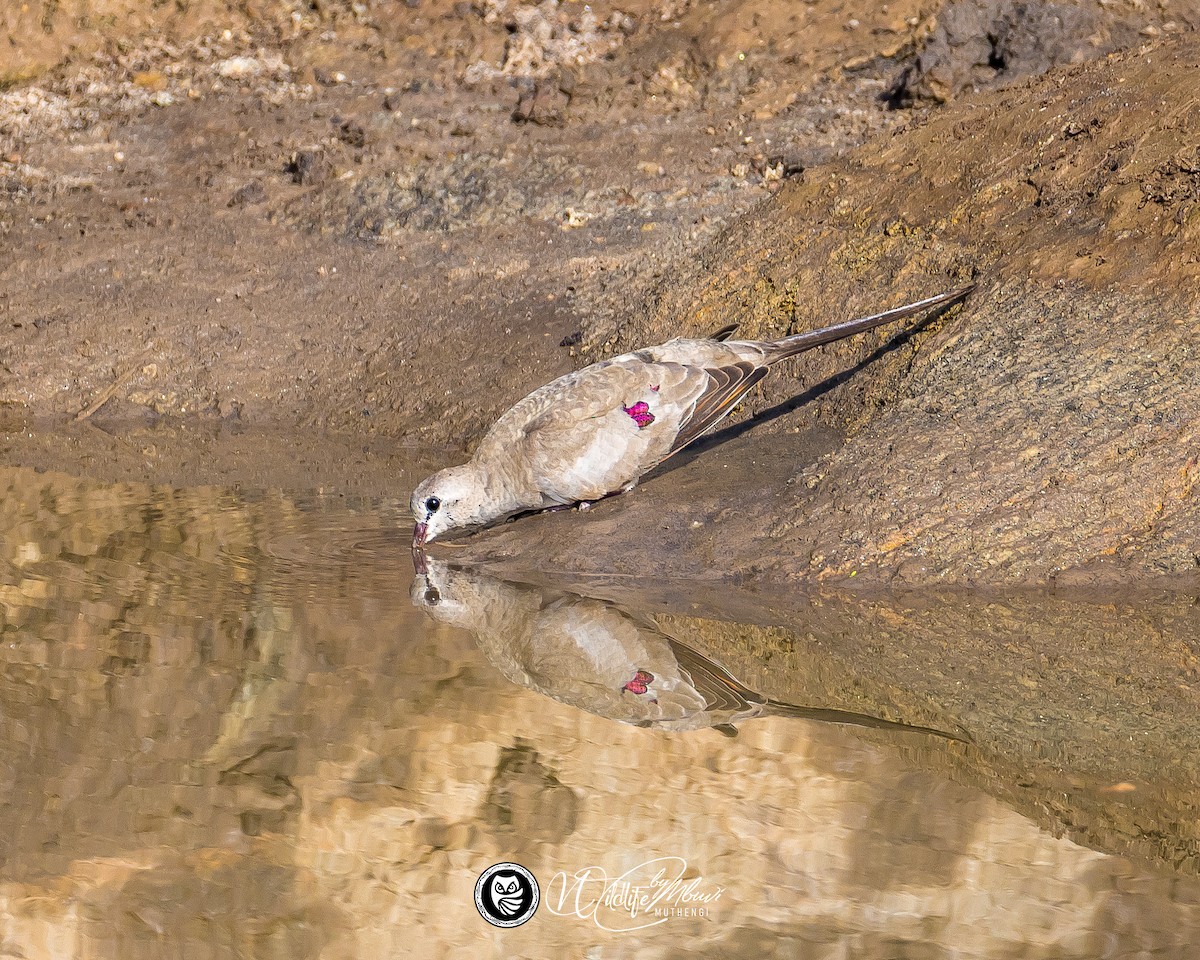 Namaqua Dove - ML637972158