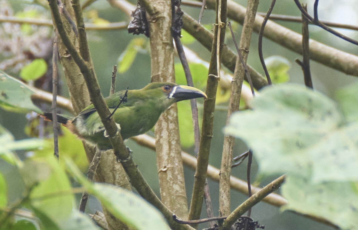 Southern Emerald-Toucanet - ML637972264