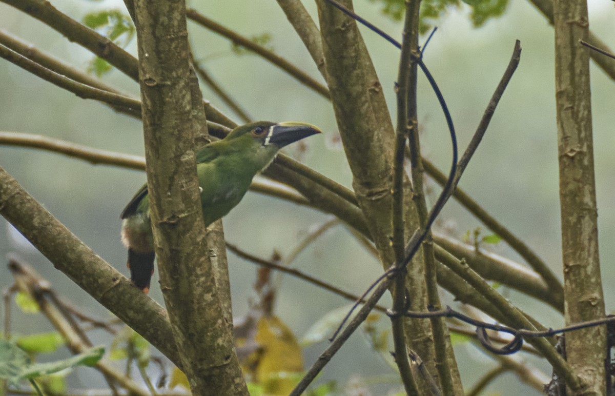 Southern Emerald-Toucanet - ML637972265