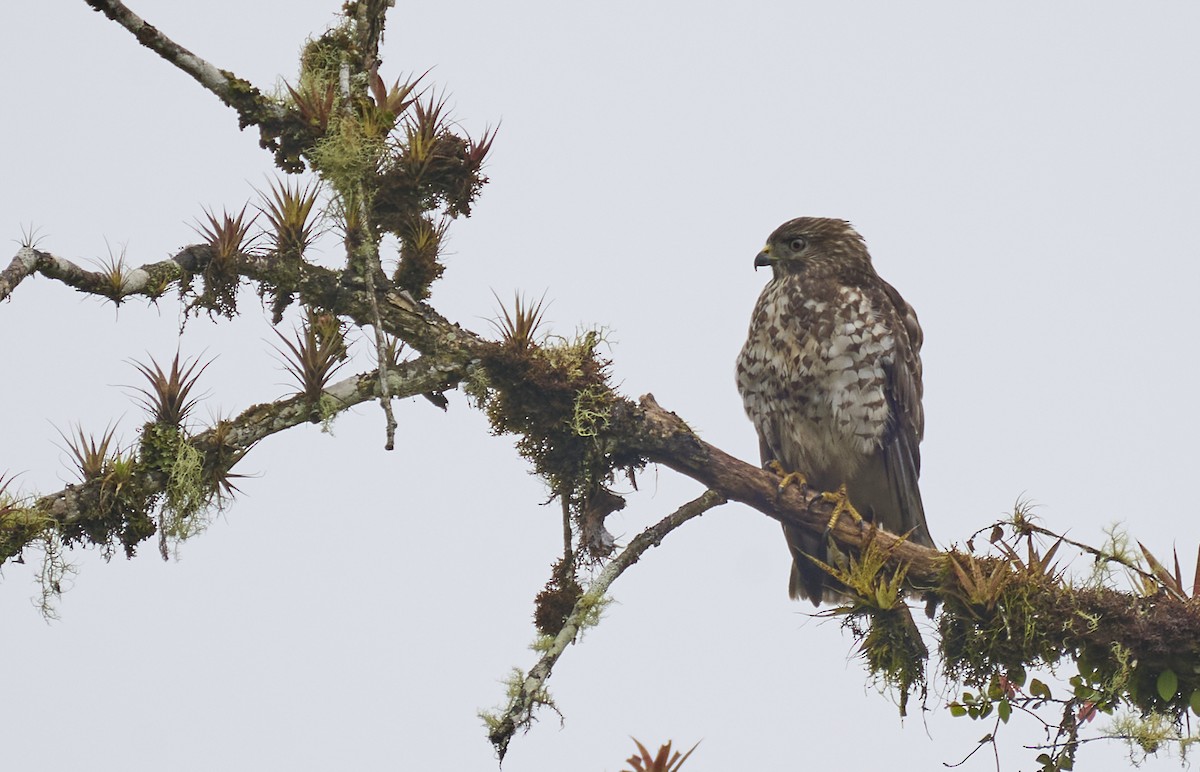 Broad-winged Hawk - ML637972267
