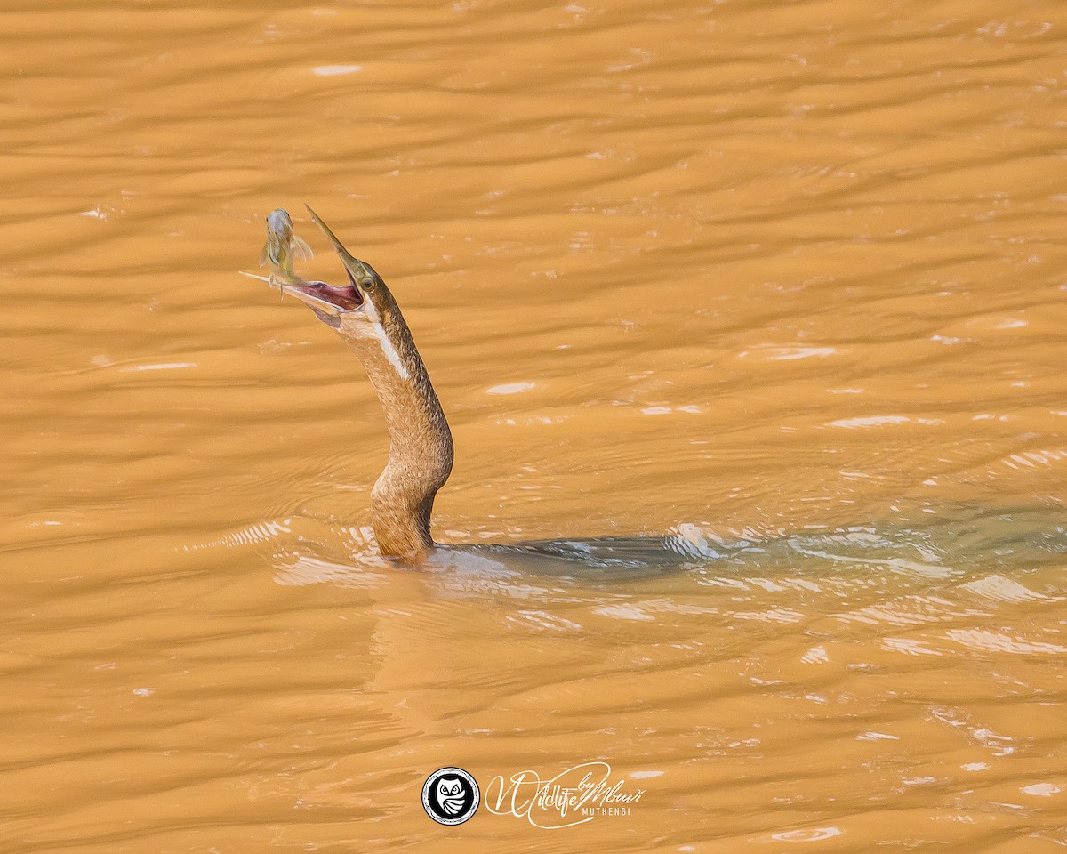 African Darter - ML637972279