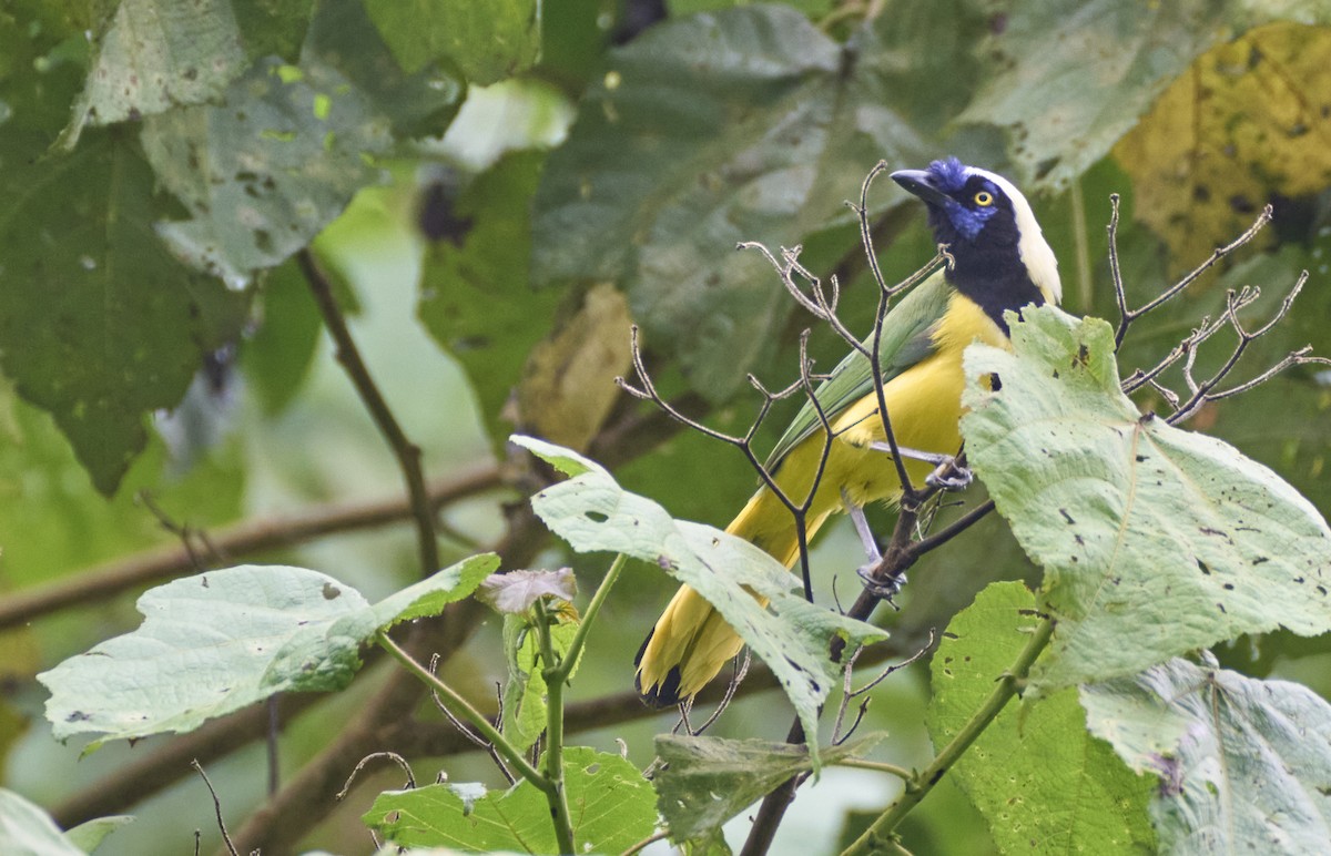 Green Jay - ML637972280