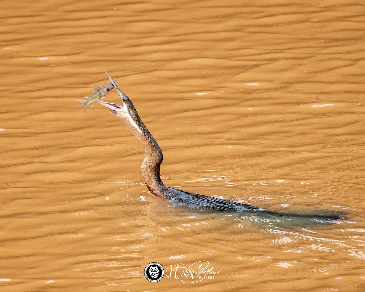 African Darter - ML637972281