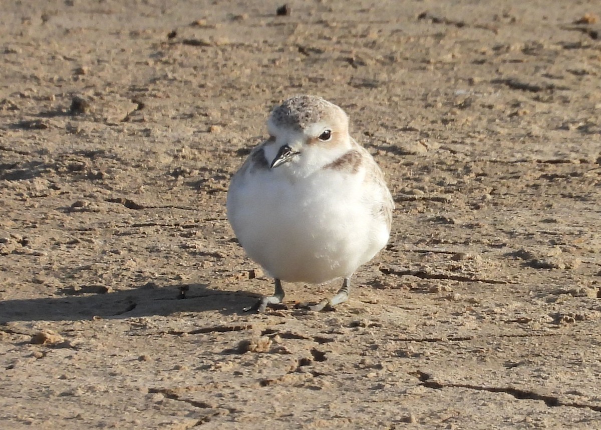 Snowy Plover - ML637972293
