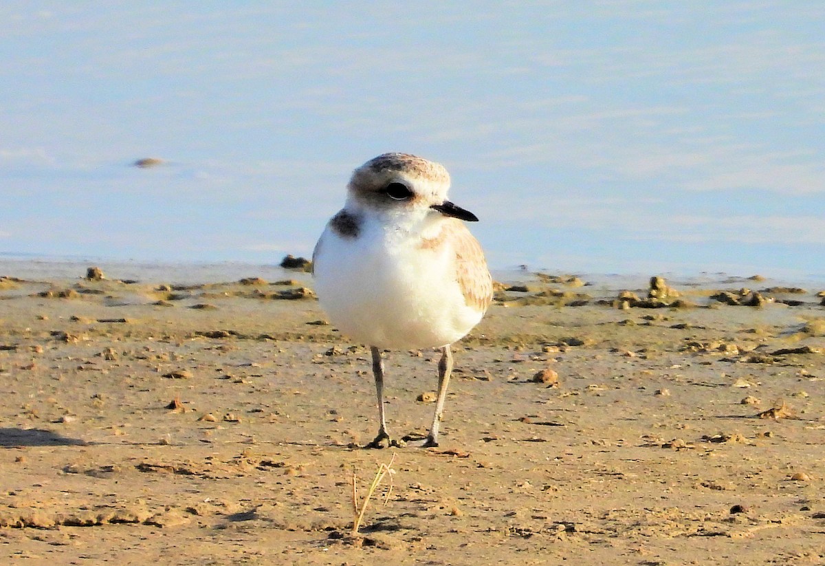 Snowy Plover - ML637972294
