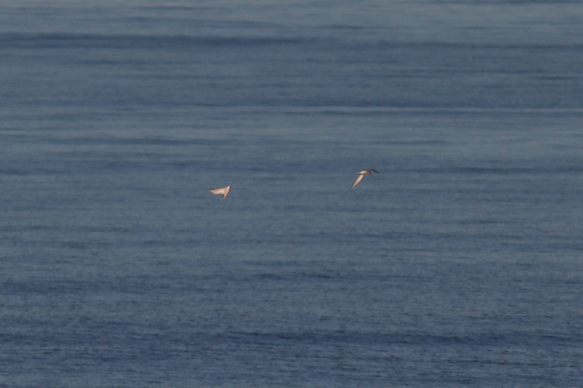 Common/Arctic Tern - ML637972295
