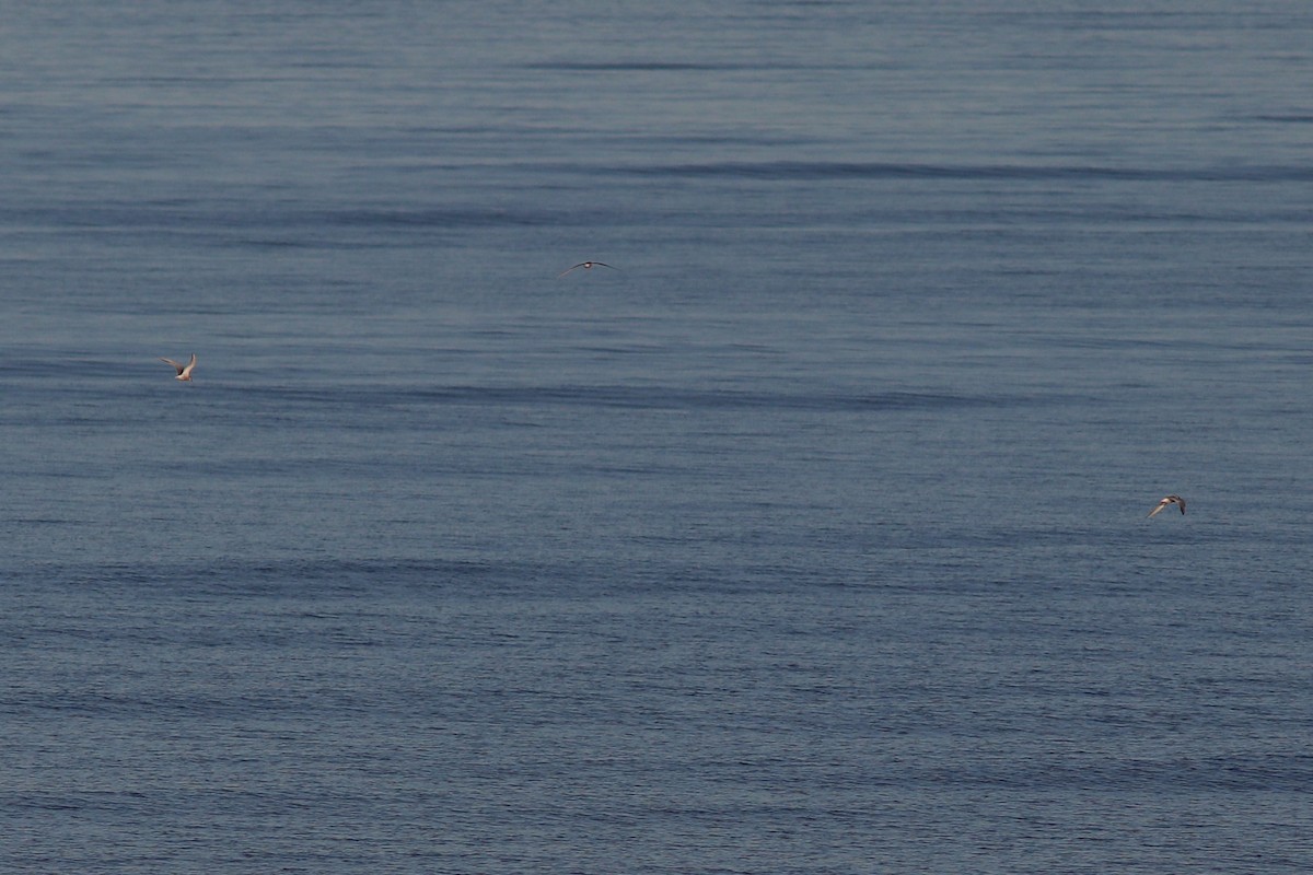 Common/Arctic Tern - ML637972297