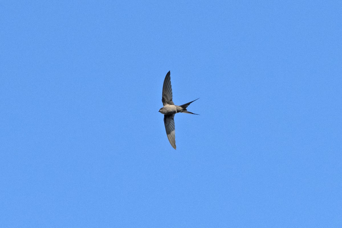 African Palm Swift - ML637972315