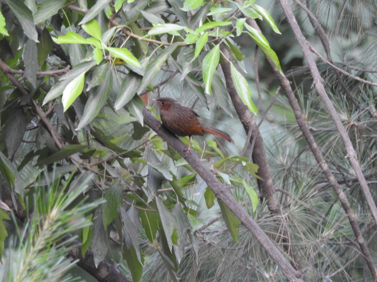 Streaked Laughingthrush - ML637972316