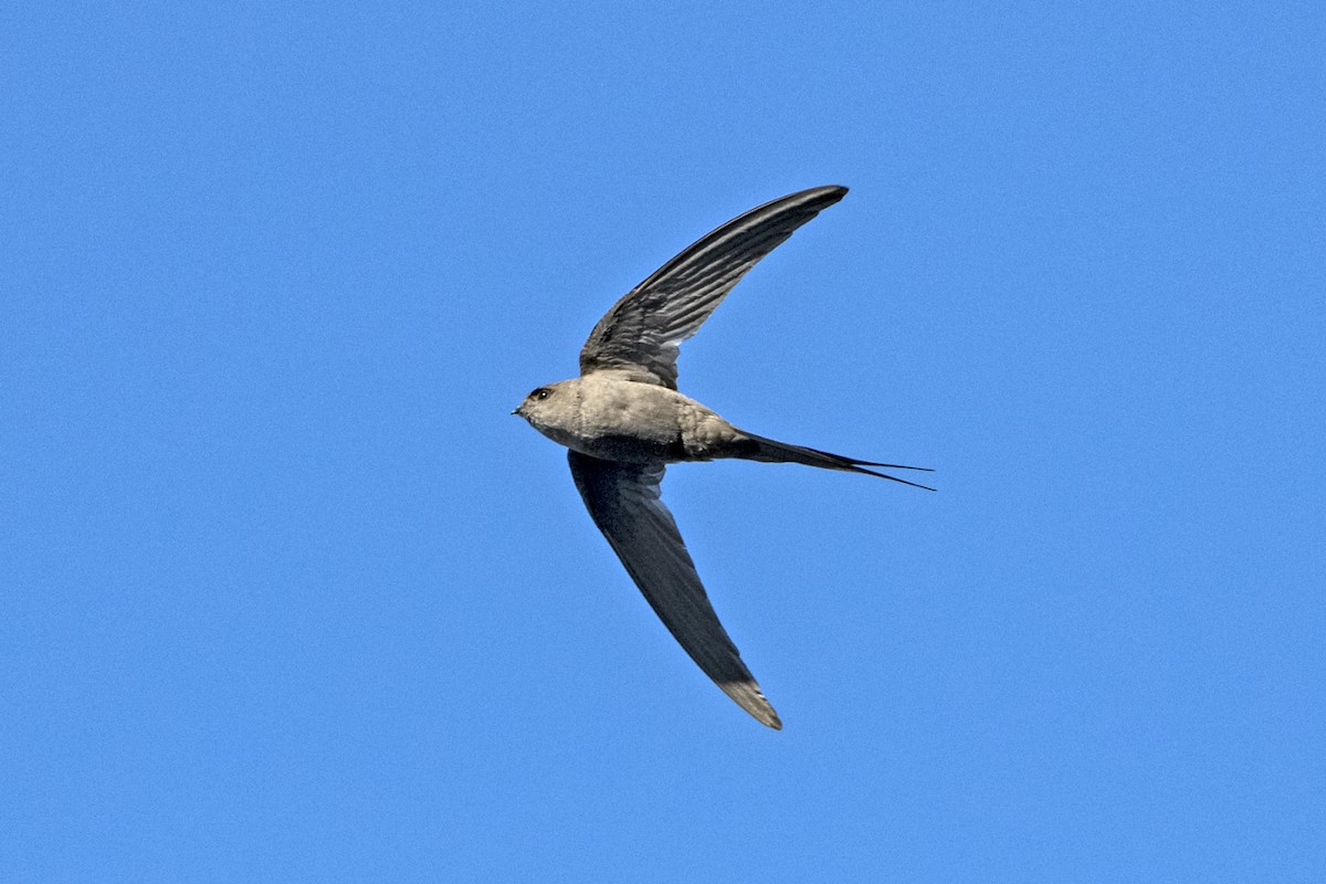 African Palm Swift - ML637972317
