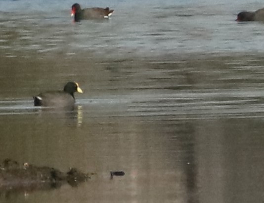 White-winged Coot - ML637972319
