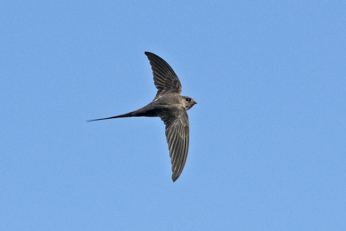 African Palm Swift - ML637972323