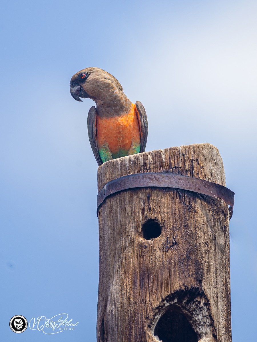 Red-bellied Parrot - ML637972353
