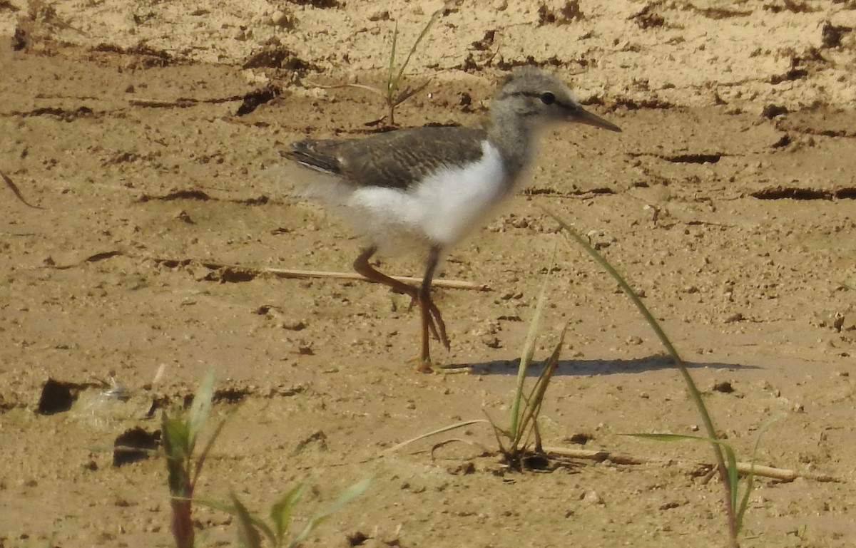Spotted Sandpiper - ML637972394