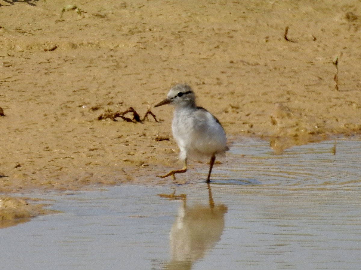 Spotted Sandpiper - ML637972395