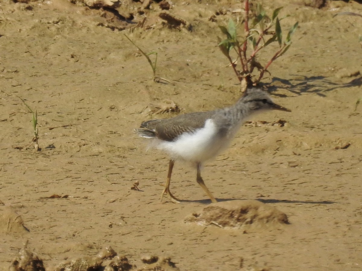 Spotted Sandpiper - ML637972396